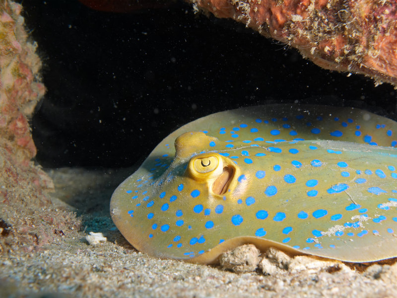 Blue spotted fan tail ray